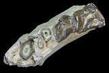 Oreodont Jaw Section With Teeth - South Dakota #82202-1